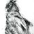 Great Horned Owl