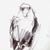 Parrot